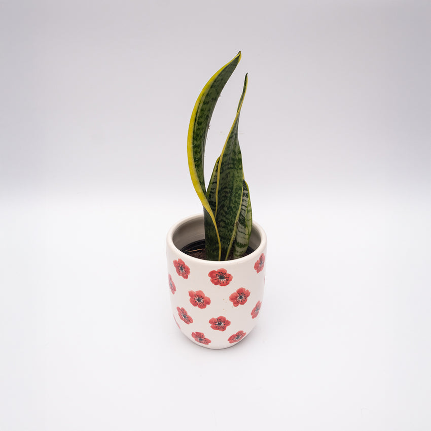 Red Poppy Ceramic Planter Pot